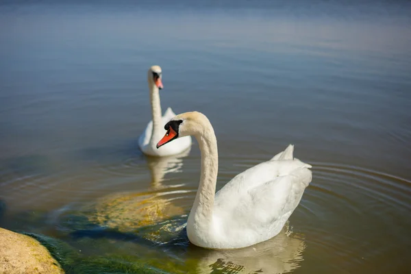 Swans — Stock Photo, Image