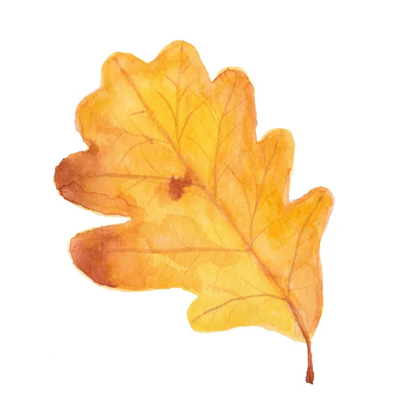 Hand Drawn Watercolor Autumn Oak Leaf Isolated White Background — Stock Photo, Image