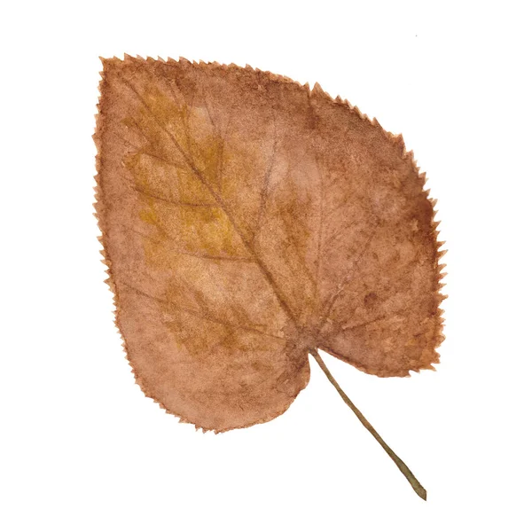 Aquarelle Dessinée Main Automne Jaune Feuille Brune Fond Blanc Isolé — Photo