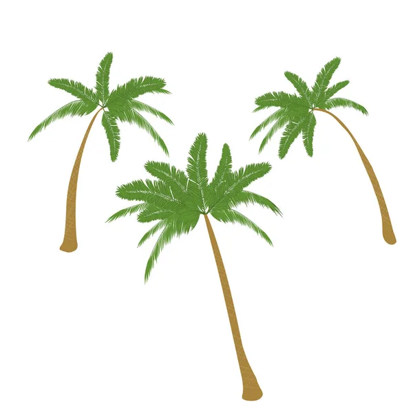 Coconut Palm Trees isolated on white background — Stock Vector