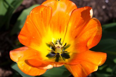 Renkli lale. Üst Manzara. Portakal, çiçek. Yumuşak seçici odak, lale yakın, makro, sığ alan derinliği. Parlak lale fotoğraf arkaplanı, tebrik kartı.