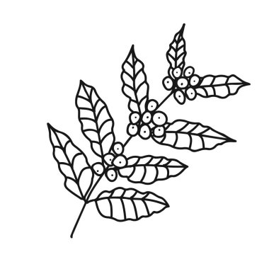 Elle çizilmiş yeşil yapraklı kırmızı kahve çekirdeği çizimi. Beyaz arkaplanda izole