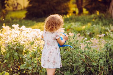 Sevimli 5 yaşındaki kıvırcık saçlı kız yaz akşamı organik sebze bahçesinde tatlı bezelye bitkilerini suluyor. Sıcacık, sırtımda akşam güneşi.