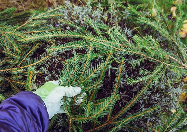 Zimní Prevence Škod Domácí Zahradě Koncept Pokrývající Levandulový Keř Smrkovými — Stock fotografie
