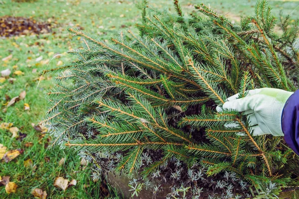 Χειμερινή Πρόληψη Ζημιών Ψυχρώ Στο Σπίτι Έννοια Κήπο Καλύπτοντας Θάμνους — Φωτογραφία Αρχείου