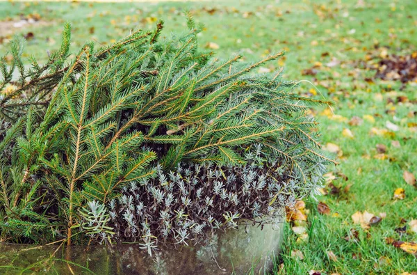 Prevenção Danos Frios Inverno Conceito Jardim Casa Cobrindo Arbusto Flores — Fotografia de Stock