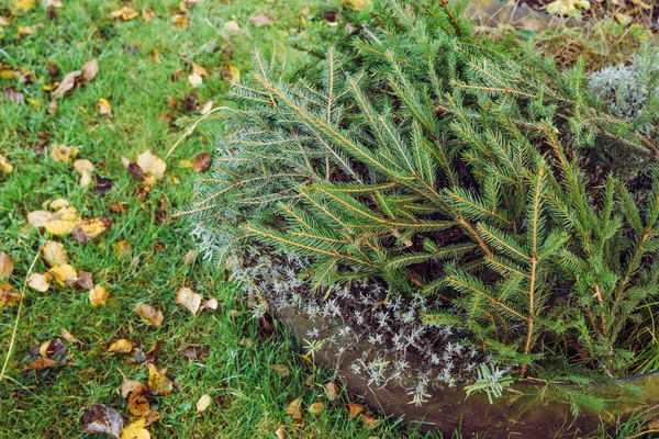 Inverno Freddo Prevenzione Danni Nel Concetto Giardino Domestico Coprendo Cespuglio — Foto Stock