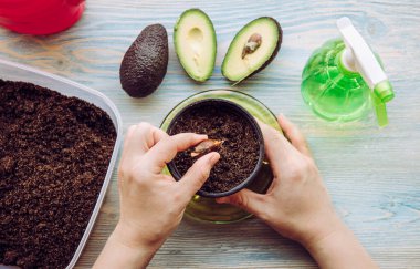 Evde sebzeli avokado yetiştirirken marketten avokado aldım. Ellerin, saksının içine tohum ekerken ki görüntüsü..