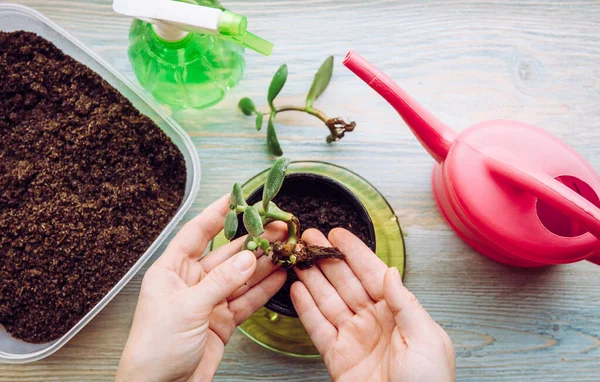 Person Growing Planting Crassula Ovata Jade Plant Lucky Plant Money — Stock Photo, Image