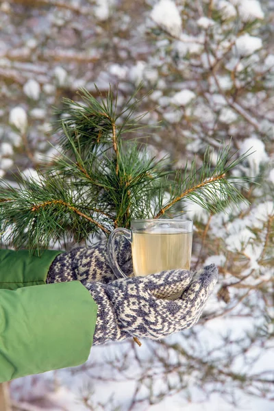 Pine tree needle tea infusion in transparent glass tea cup, person with vintage style mittens holding. Snowy pine tree on background, outdoors on cold winter day.