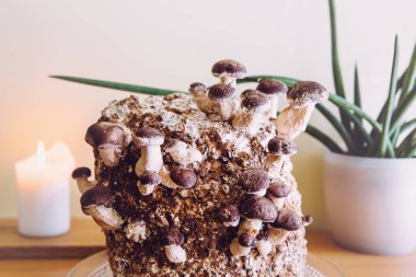 Shiitake mushrooms, Lentinula edodes growing kit in home kitchen, fungi culture. Fun hobby growing food in home. clipart