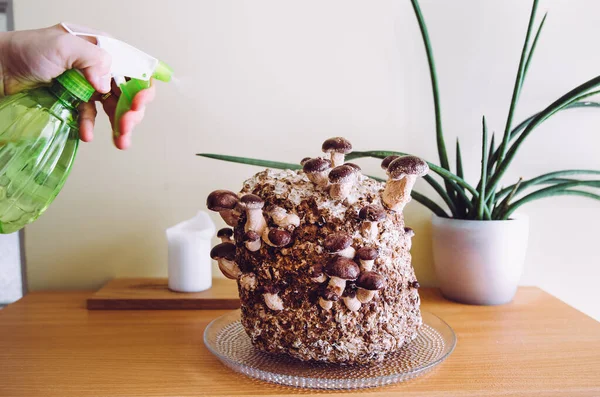 Growing mushrooms at home concept. Person spraying shiitake mushrooms, Lentinula edodes growing kit in home kitchen, fungi culture. Fun hobby growing food in home.