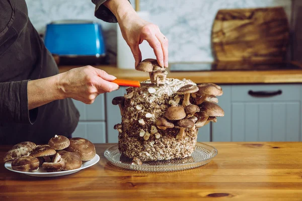 Shiitake mantarı kesmek için bıçak kullanan Lentinula Edodes ev mutfağında büyüyor. Kendi yiyeceğini yetiştirmek, kapalı bahçe konsepti..