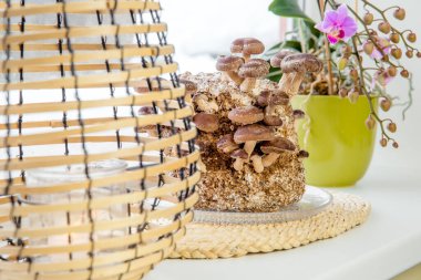 Shiitake mantarları, Lentinula edodes mutfak pervazında yetiştirme seti pencere eşiğinde, mantar. Kış, kar yağıyor. Evde yiyecek yetiştirmek eğlenceli bir hobi..