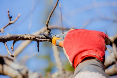 Adam güneşli bir günde baharda açık havada elma ağacı dallarını buduyor..
