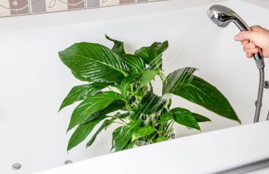Spring cleaning of houseplants, washing off dust from houseplant leaves with shower in bath in home bathroom. clipart