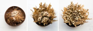 Different stages of Rose of Jericho, Selaginella lepidophylla also called Resurrection Plant. Left closed, in the middle is half way open and on right is fully open. clipart