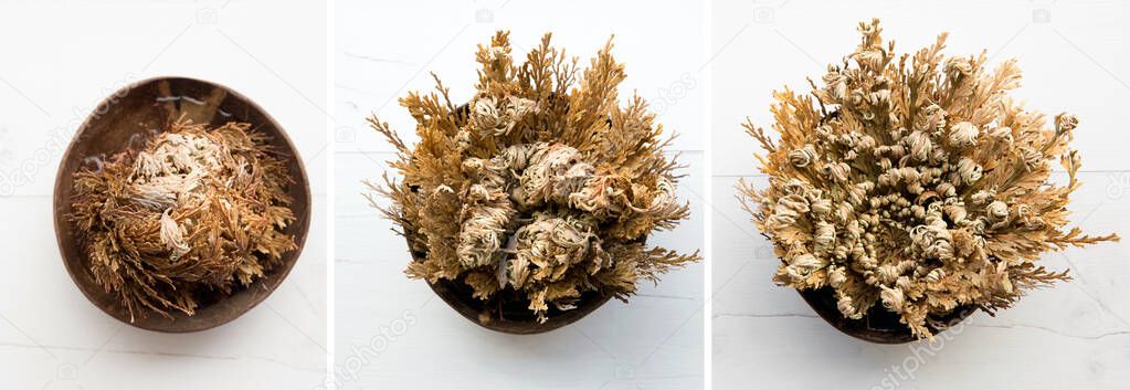 Different stages of Rose of Jericho, Selaginella lepidophylla also called Resurrection Plant. Left closed, in the middle is half way open and on right is fully open.
