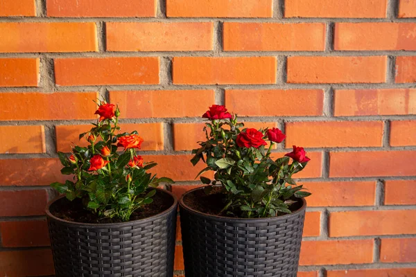 Dos Rosas Miniatura Lindo Naranja Rojo Oscuro Creciendo Maceta Flores —  Fotos de Stock