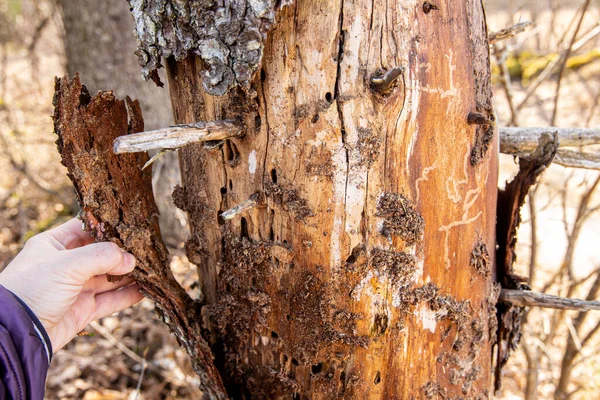 Europejski Chrząszcz Świerkowy Ips Typographus Uszkodził Drzewo Świerkowe Picea Abies — Zdjęcie stockowe
