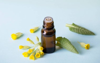 Primula veris (inek ayağı, inek ayağı, inek ayağı çuha çiçeği; syn. Primula officinalis Hill tentür yağı şişede taze yaprak ve mavi arka planda çiçekler. Alternatif tıp konsepti.
