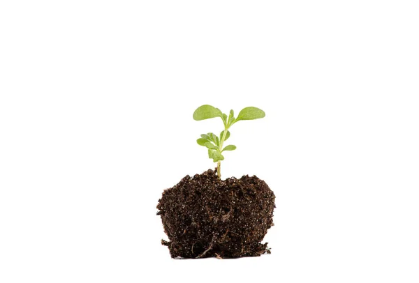 Fiatal Levendulavirág Növény Kezd Növekedni Labdát Talaj Elszigetelt Fehér Háttér — Stock Fotó