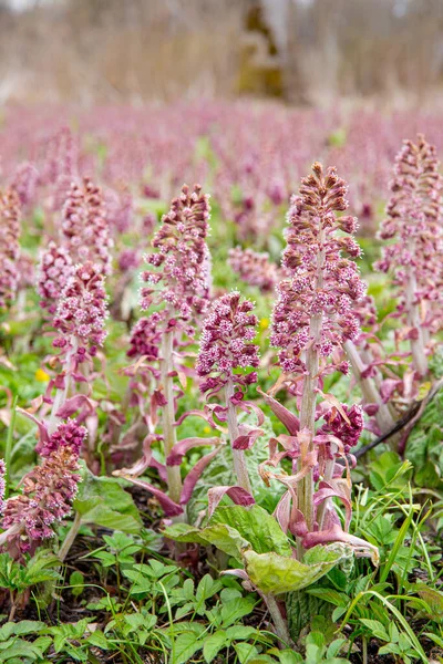 Herbal Medicinal Plant Petasites Hybridus Butterbur Growing Wild Nature Spring — Stock Photo, Image