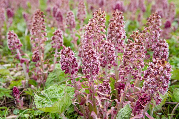 Bitkisel şifalı bitki Petasite melezi. İlkbaharda vahşi doğada yetişen tereyağı. Güzel pembe çiçekli tarla.