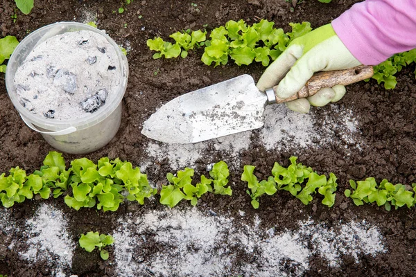 Jardinero Mano Aspersión Madera Quemar Ceniza Pequeña Pala Jardín Entre —  Fotos de Stock