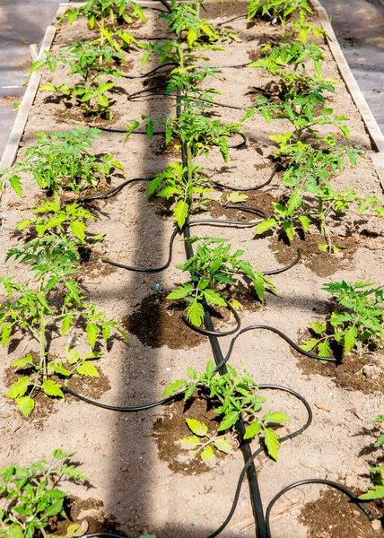Система Капания Воды Домашних Овощных Садах Поливает Томатные Растения Теплице — стоковое фото