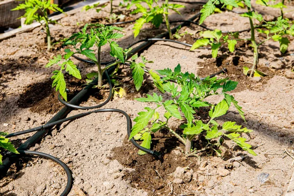 Sistema Goteo Agua Huerta Casera Regando Plantas Tomate Invernadero Sistema — Foto de Stock