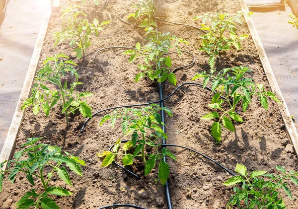 Sistema Goteo Agua Huerta Casera Regando Plantas Tomate Invernadero Sistema — Foto de Stock