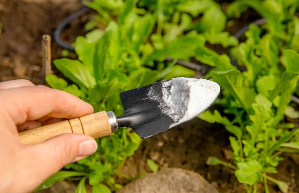 Focus Selettivo Sulla Persona Mano Tenendo Pala Spatola Giardinaggio Con — Foto Stock