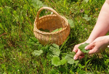 Tussilago farfara koparan insanların yakın görüntüsü, genellikle ilkbaharda bitkisel tıbbi yunuslar için Coltsfoot olarak bilinir. Yaprak ve sepet..