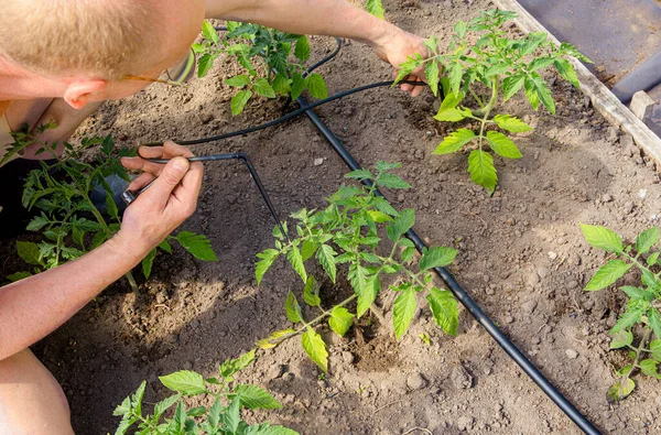 人在自家菜园里安装滴水系统 在温室里浇灌西红柿 家庭用水滴灌系统概念 — 图库照片