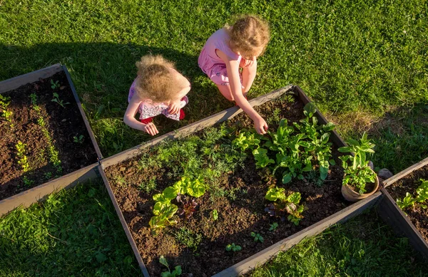Halk Bahçesindeki Çocuklar Yemek Için Marul Topluyor Toprakla Dolu Kutular — Stok fotoğraf
