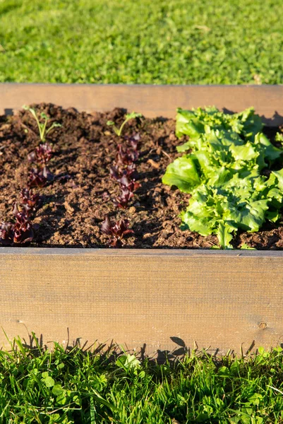 Selective Focus Heat Treated Wood Raised Garden Bed Boxes Filled — Stock Photo, Image