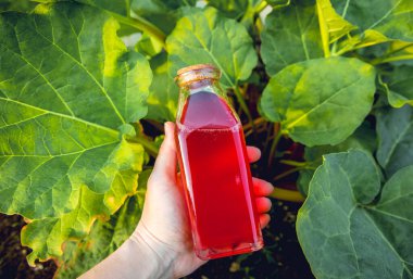 Person hand holding homemade rhubarb syrup ( Rheum hybridum ). Nice pink liquid syrup in bottle with rhubarb stalks growing in field on background. Refreshing spring drink. clipart