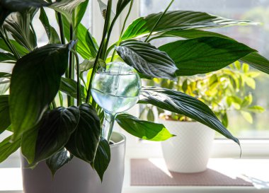 Nilüferlerin içinde yuvarlak şeffaf sulama aygıtı küresi ev içinde bulunan Spatthiphyllum bitkisi toprağı, tatil sırasında bitkilerin evde susuz kalmasını sağlar..