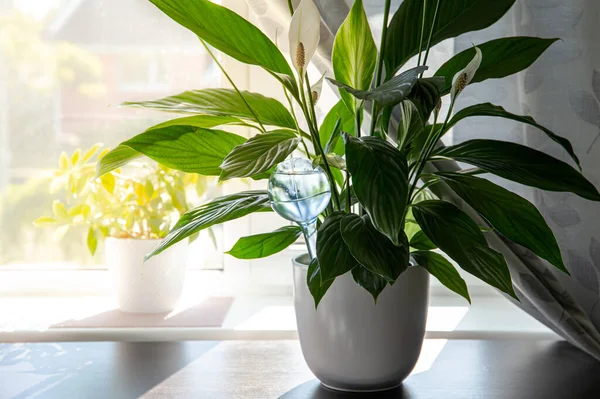 Transparent Self Watering Device Globe Potted Peace Lilies Spathiphyllum Plant — Stock Photo, Image