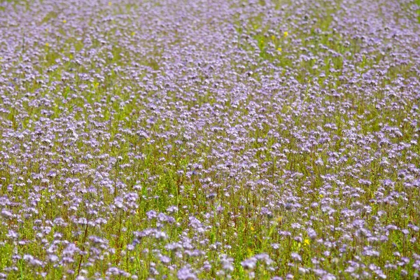 Phacelia Tanacetifolia Επίσης Γνωστή Δαντέλα Phacelia Μπλε Tansy Μωβ Άνθος — Φωτογραφία Αρχείου