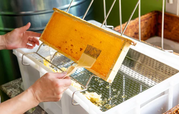 Hobby beekeeper extracting honey from honeycomb concept. Wooden honeybee frame on uncapping rack tray.