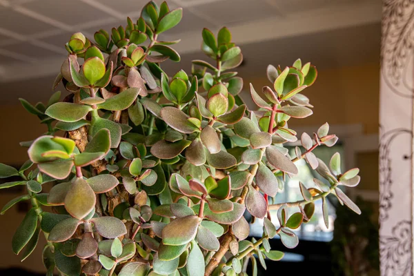 Indoor Houseplant Crassula Ovata Sunburn Damage Leaf Sunscald Plants Direct — Stock Photo, Image