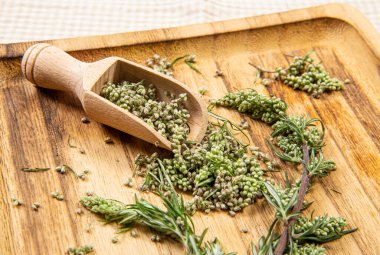 Artemisia vulgaris ahşap kaşık üzerinde ahşap tepside bulunan yaygın mugwort bitkisi parçaları, kapalı stüdyo çekimleri. Bitkisel tıp konsepti.