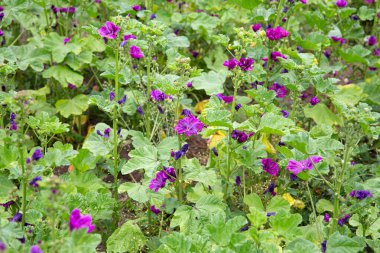 Malva Sylvestris, sık görülen tarımsal tarlalar, yazları açık havada yetişen mor çiçekler.. 