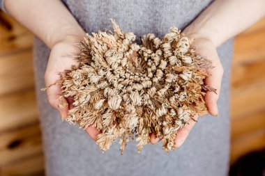 Jericho 'lu Rose' u tutan kadının ellerinde Selaginella lepidophylla Diriliş Bitkisi olarak da bilinir.. 