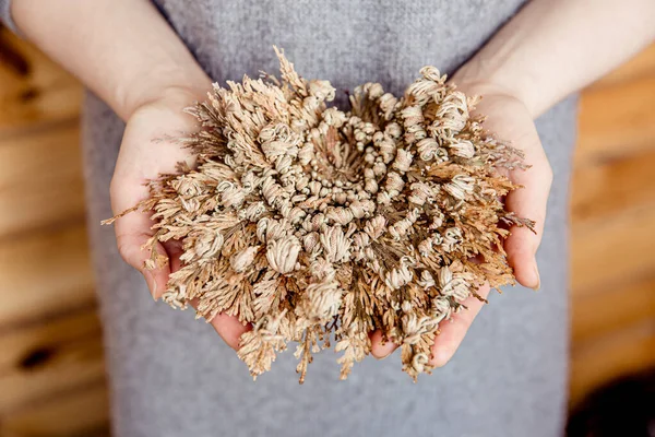 Above view of woman hands holding Rose of Jericho, Selaginella lepidophylla also called Resurrection Plant.