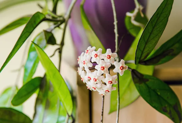 Potted Hoya Carnosa Φυτό Porcelainflower Κερί Πλήρη Άνθιση Στο Εσωτερικό — Φωτογραφία Αρχείου
