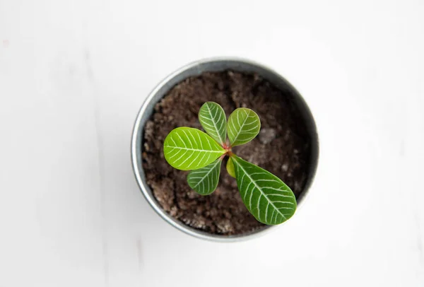 Close View Young Houseplant Euphorbia Leuconeura Called Madagascar Jewel Growing — Stock Photo, Image