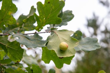 Yaban arısı olarak bilinen Cynips quercusfolii, meşe yaprağı Quercus robur 'un altında yuvarlak top safrası. İçinde böcek larvası var. Sonbahar günü.